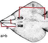 Rhinobatos (Rhinobatos) rhinobatos_01.jpg